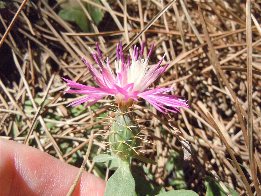 Centaurea sphaerocephala